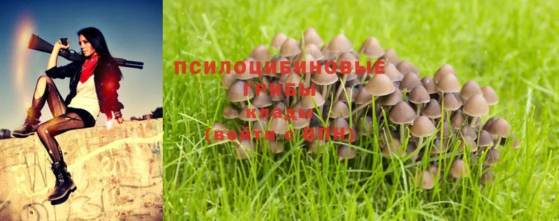 Галлюциногенные грибы MAGIC MUSHROOMS  Чебоксары 